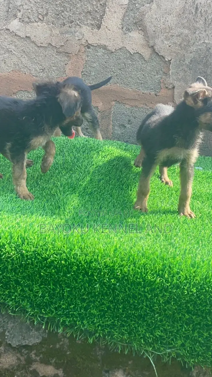 1-3 months Female Purebred German Shepherd