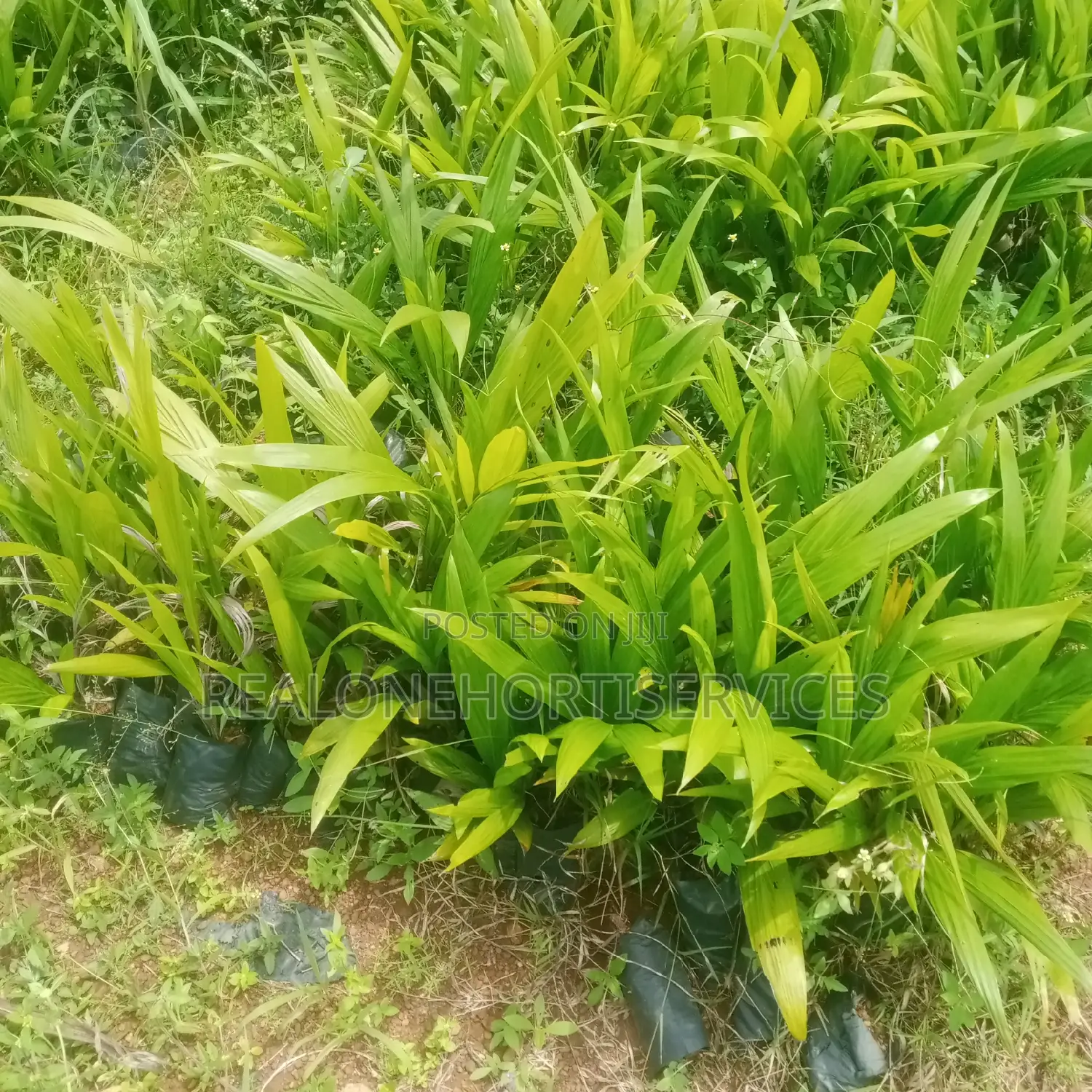 Hybrid Oil Palm Seedling's