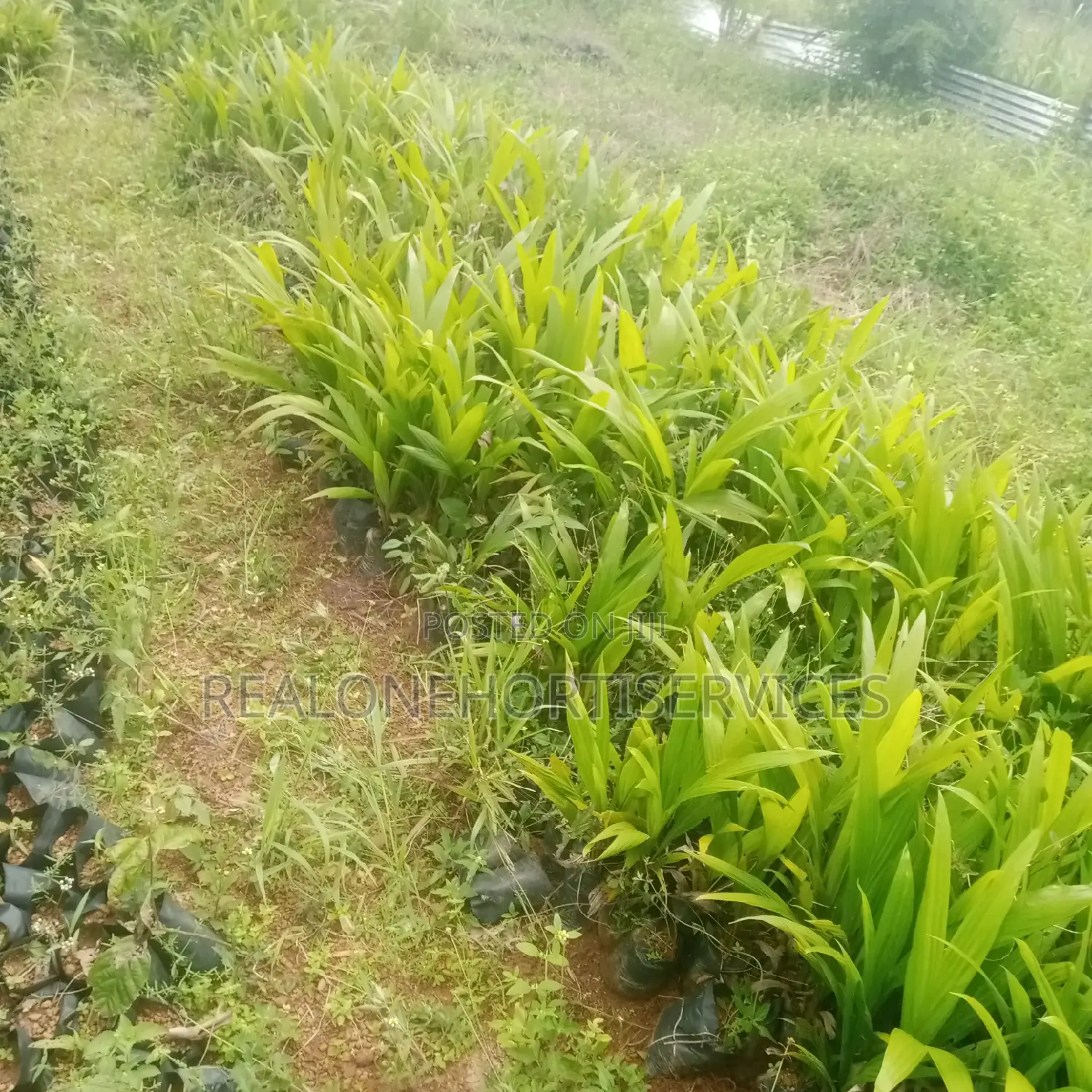 Hybrid Oil Palm Seedling's