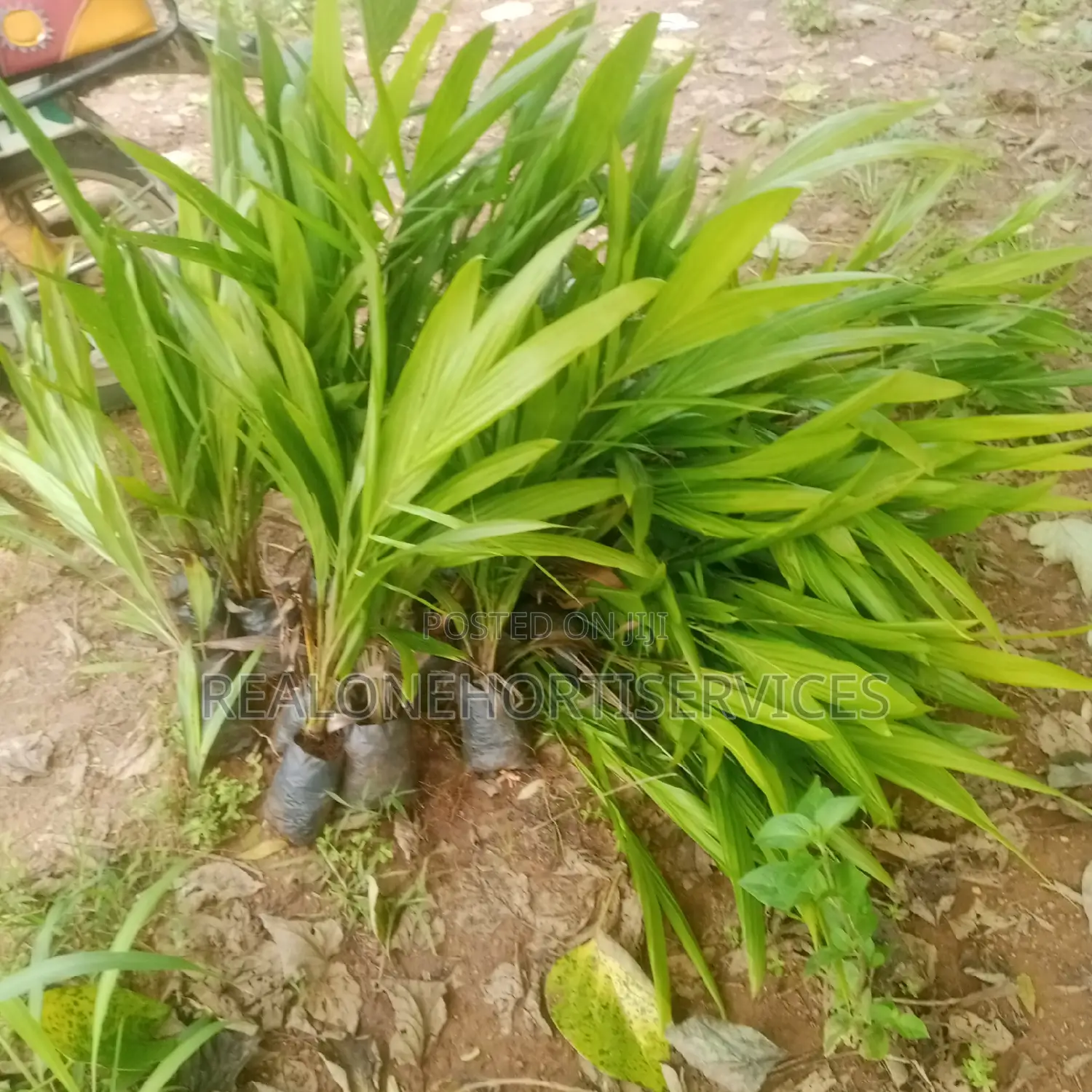 Hybrid Oil Palm Seedling's