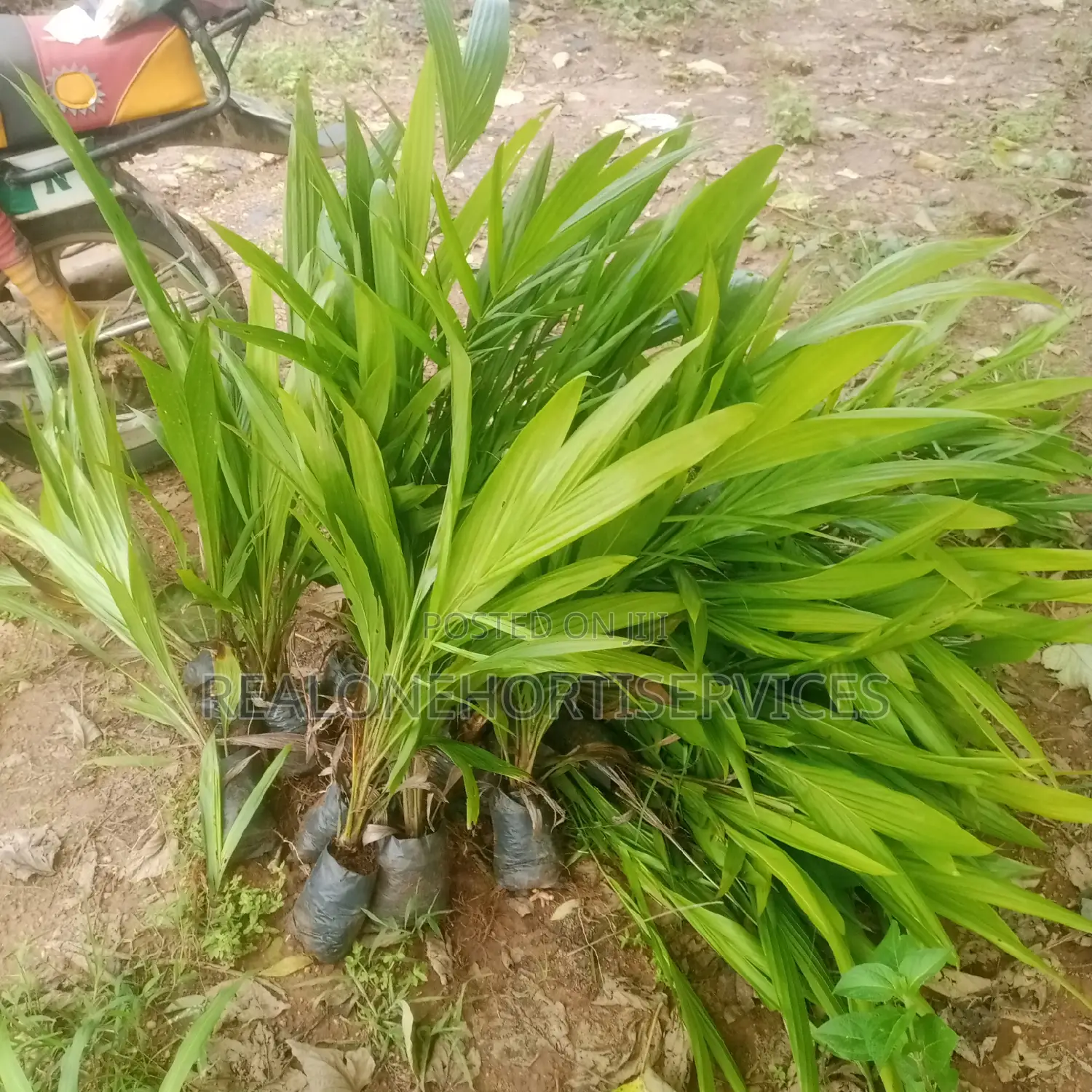 Hybrid Oil Palm Seedling's
