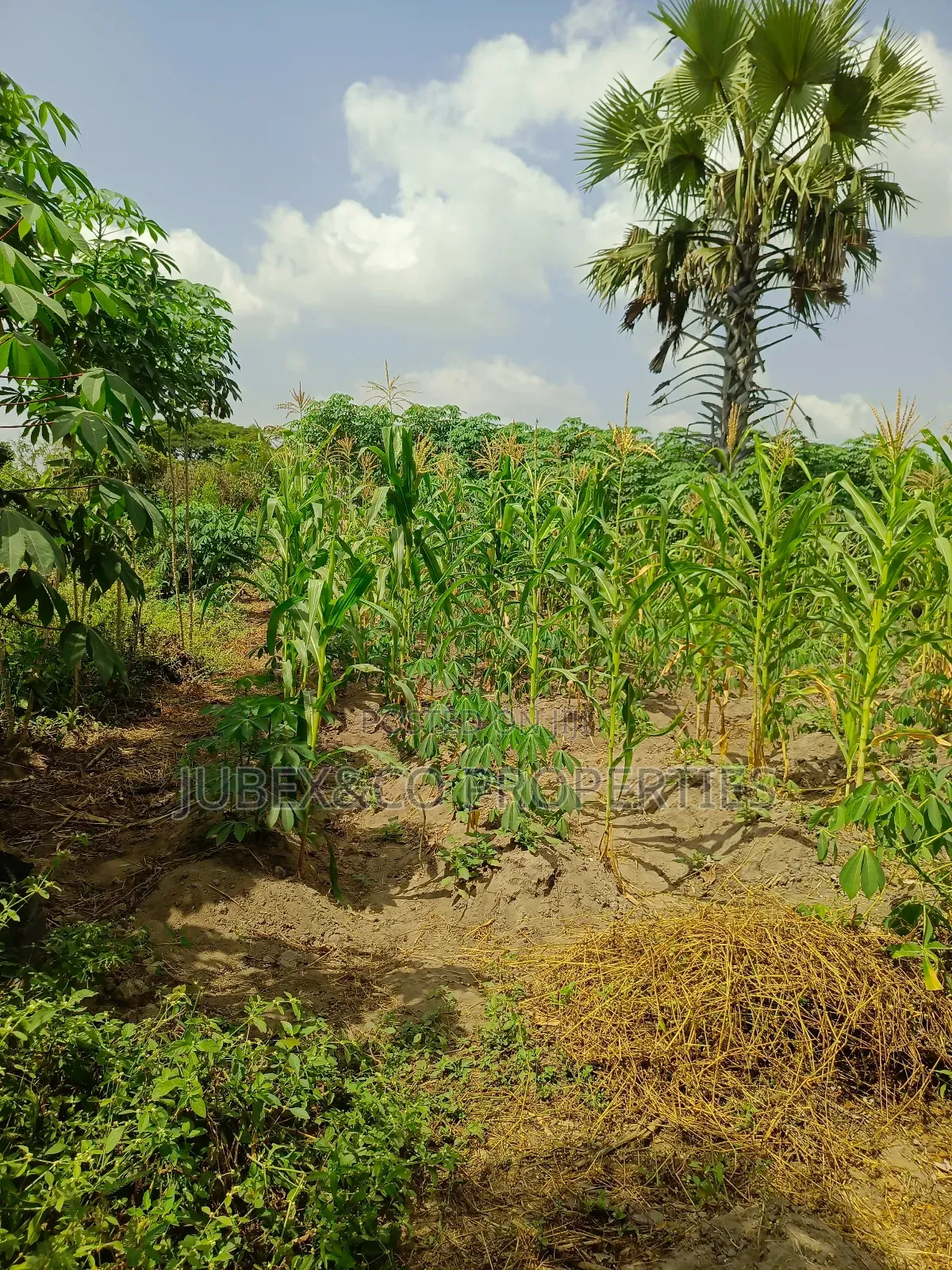 Acres of Land at Iweke Ilaro Road