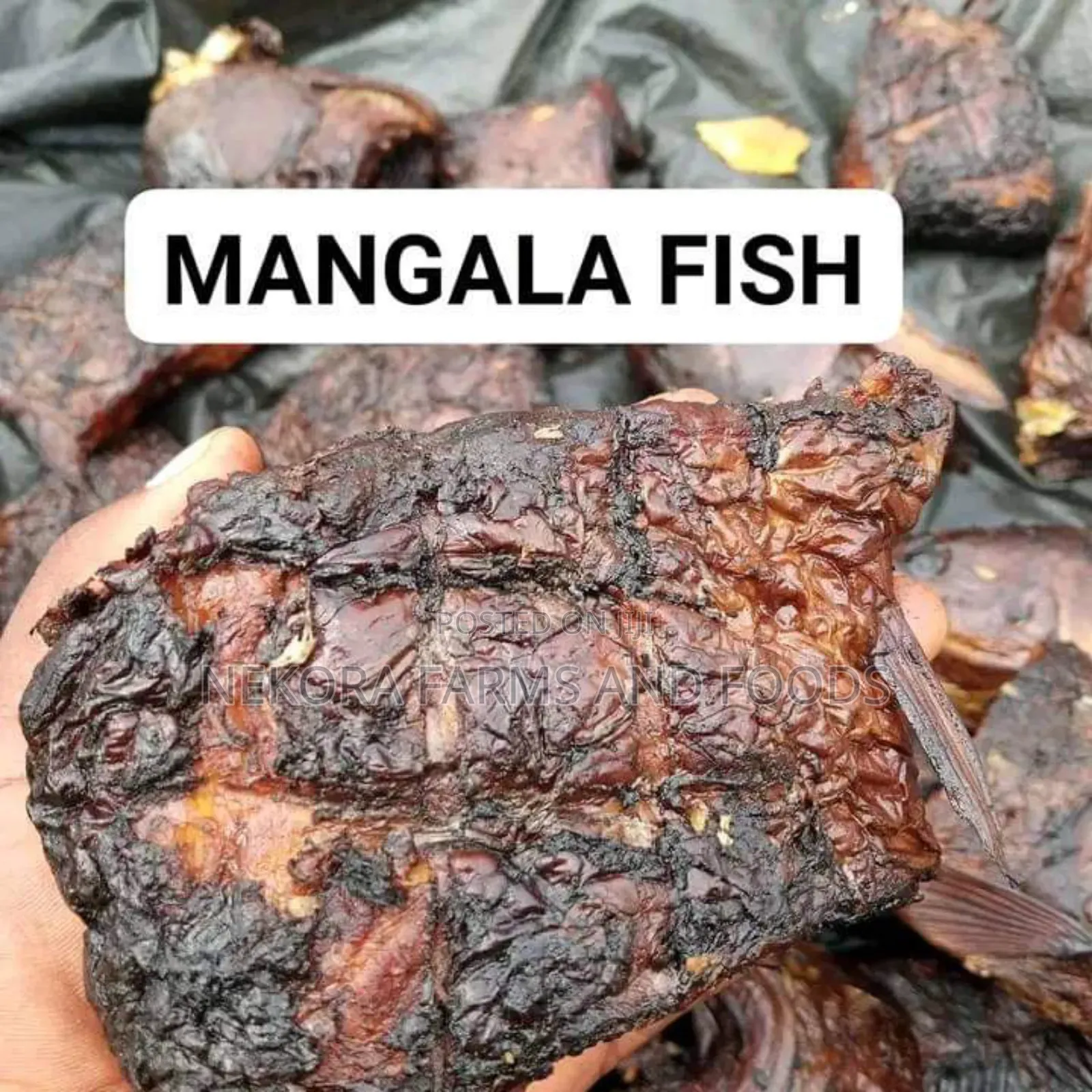 Bayelsa River Croaker Mangala Fish (1kg- Without Head)