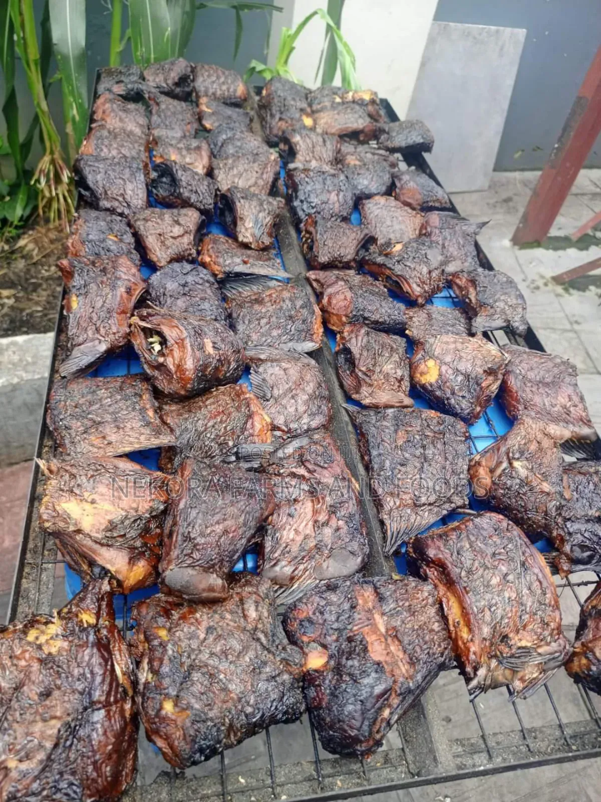 Bayelsa River Croaker Mangala Fish (1kg- Without Head)