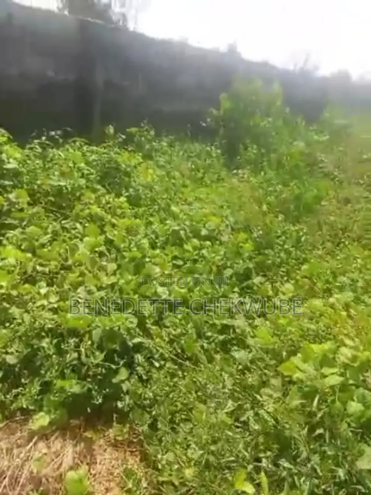 Land for Sale: Two Plots