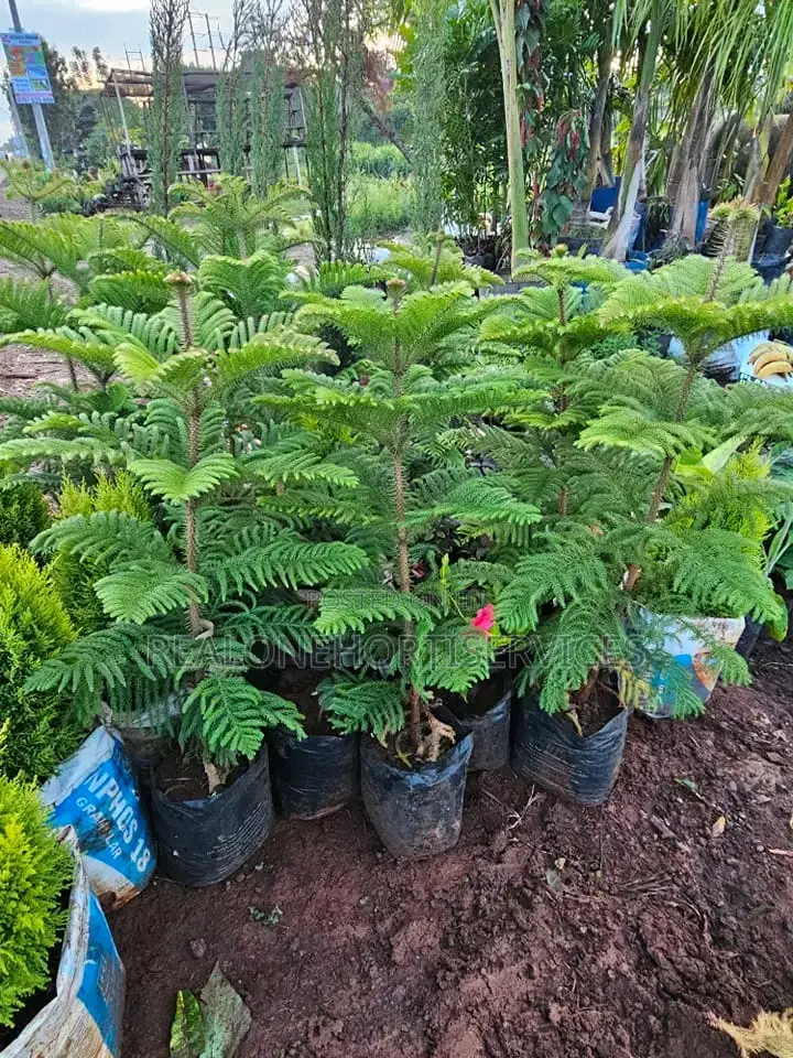 Amazing Live Plants for Home Decor