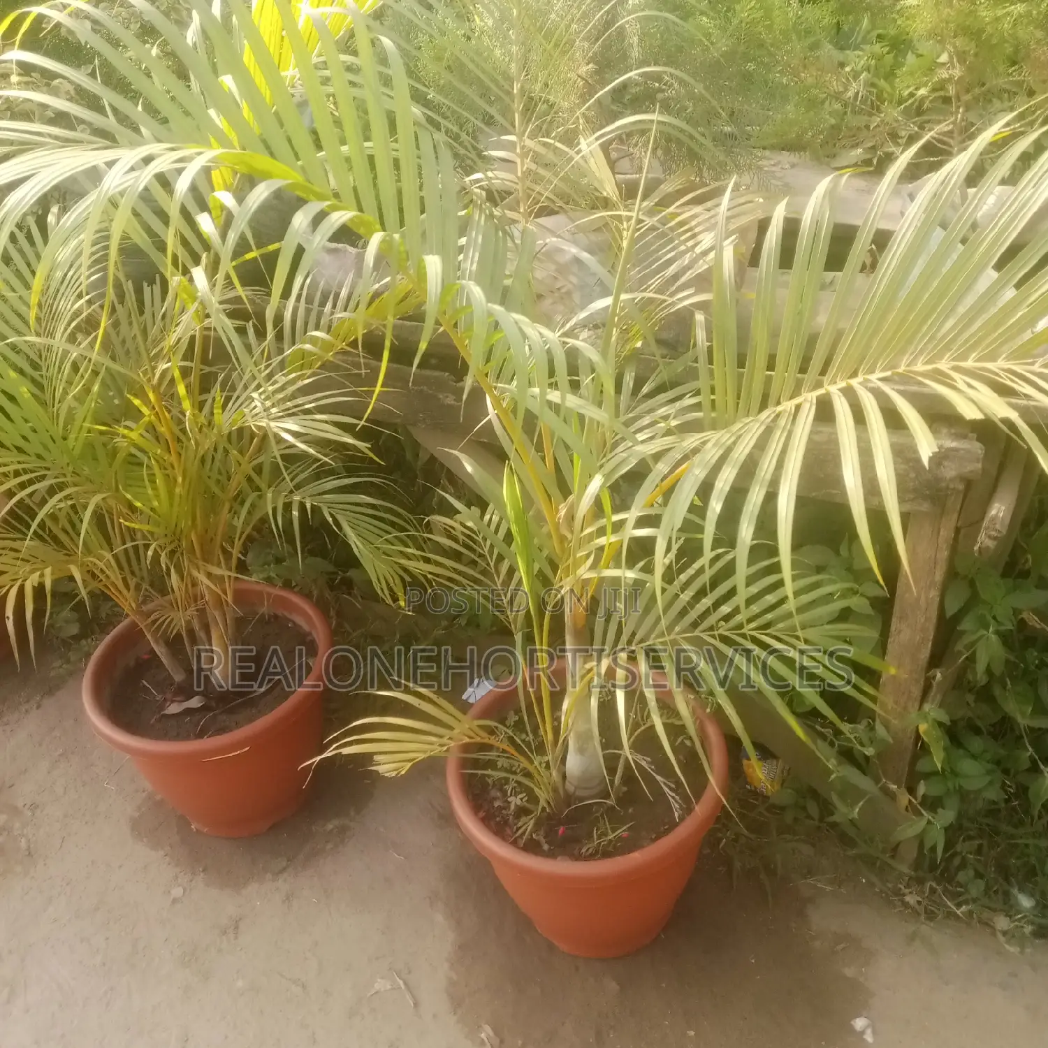 Amazing Live Plants for Home Decor