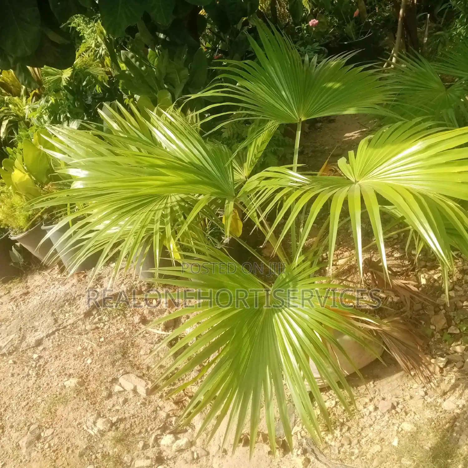 Landscape Plant to Create Habitable Aesthetic Look for Buildings