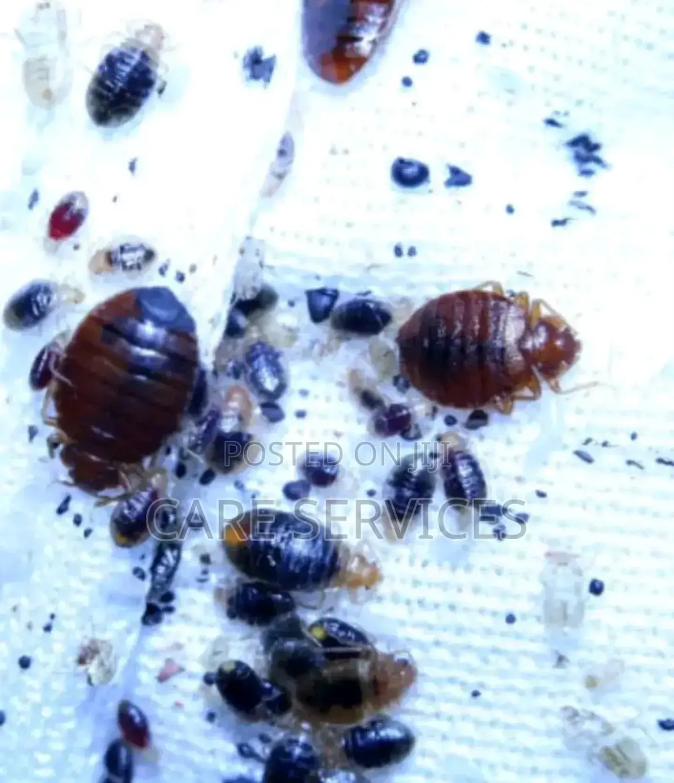 Say No to Bedbug and Cockroaches