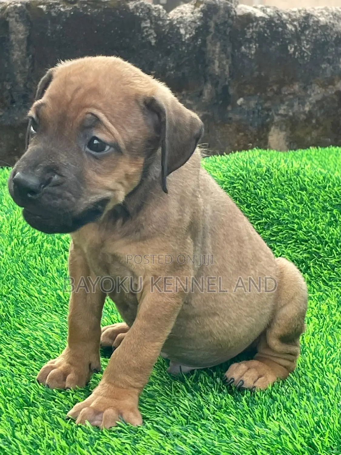 1-3 months Male Purebred Boerboel