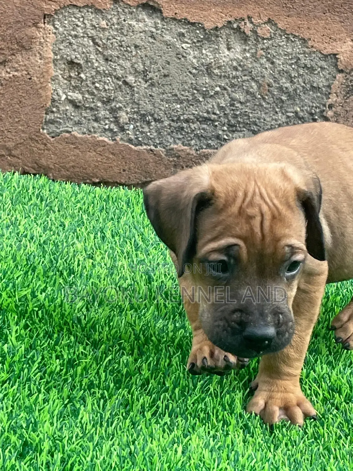 1-3 months Male Purebred Boerboel