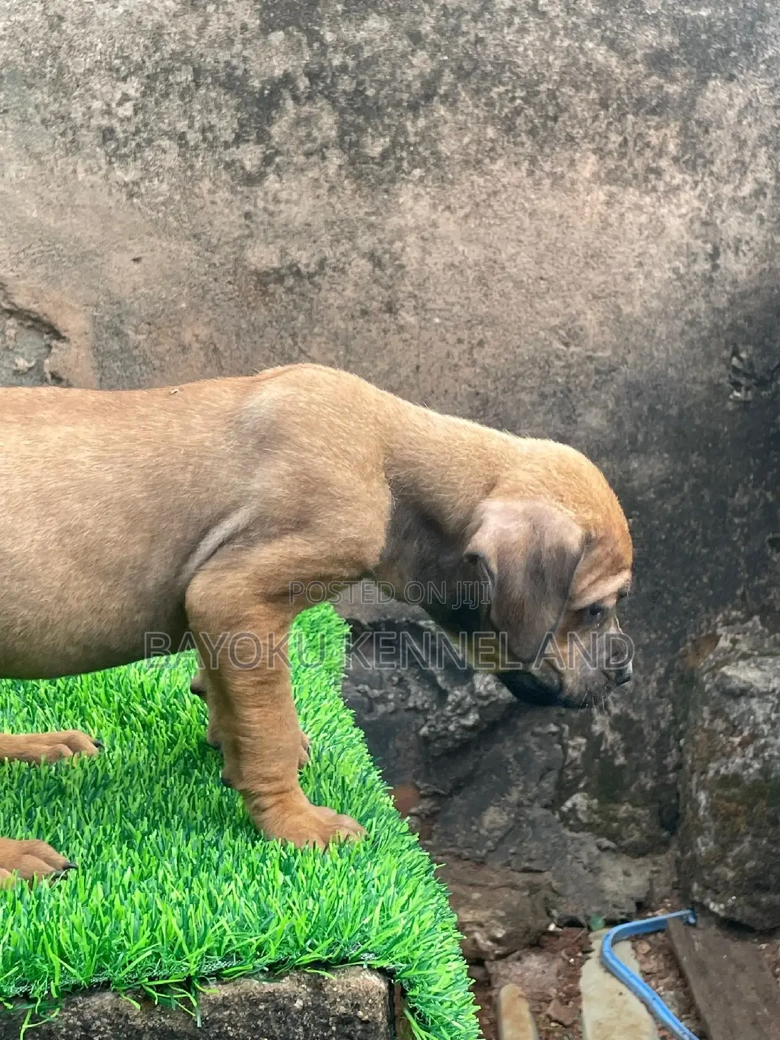 1-3 months Male Purebred Boerboel