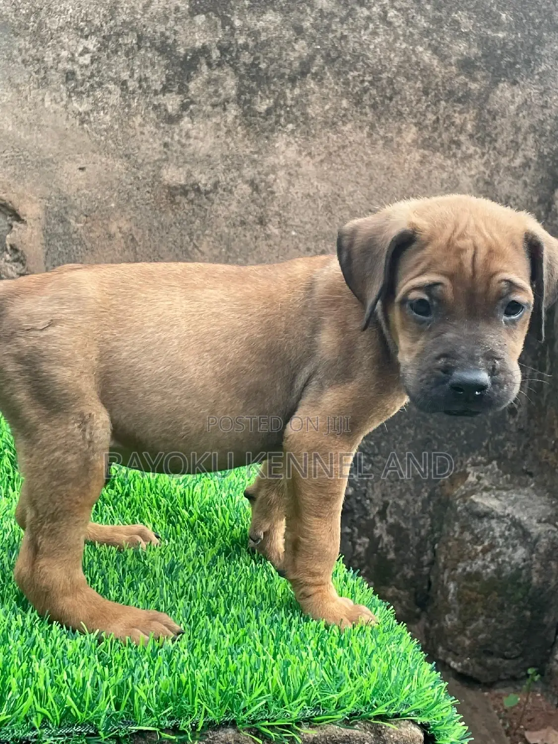 1-3 months Male Purebred Boerboel