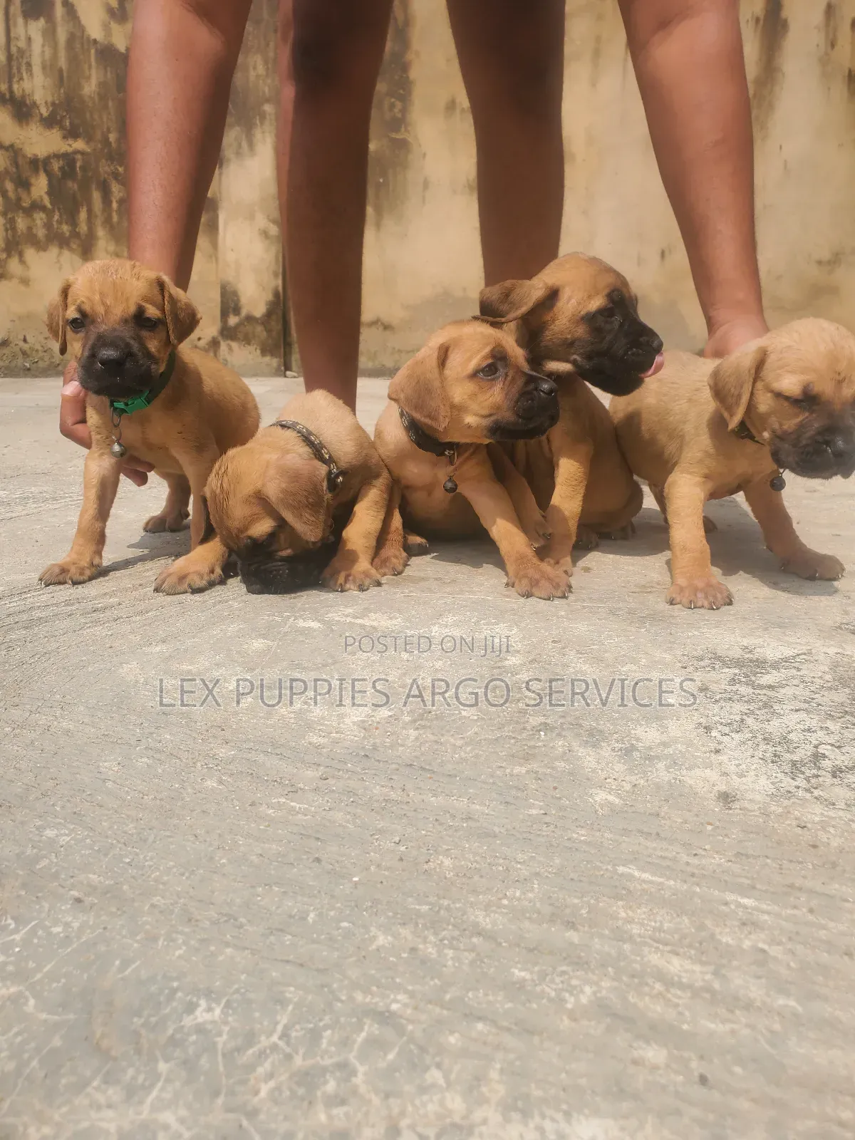 1-3 months Male Purebred Boerboel