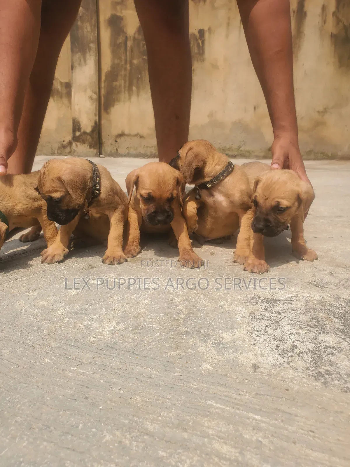 1-3 months Male Purebred Boerboel