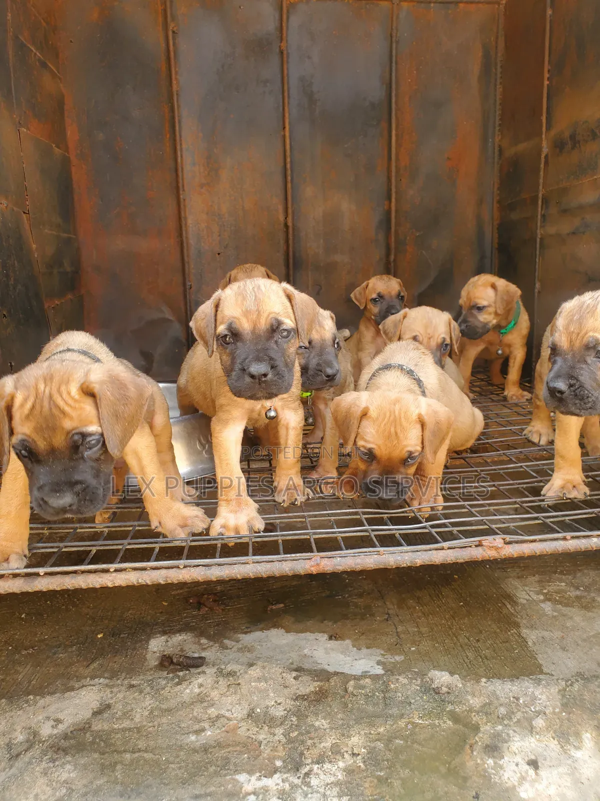 1-3 months Male Purebred Boerboel