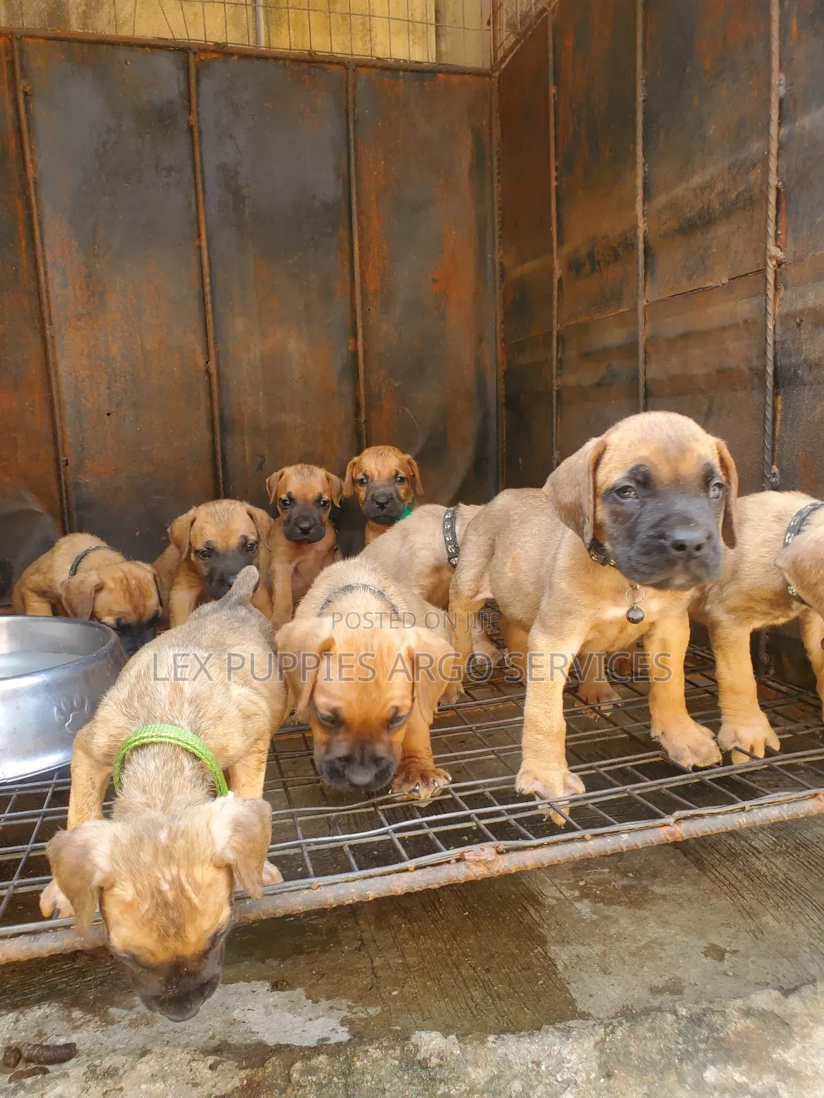 1-3 months Male Purebred Boerboel