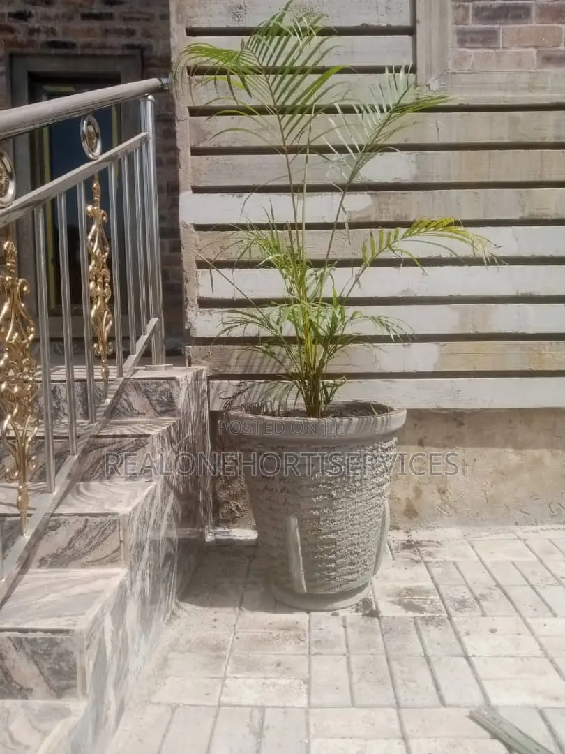 Elevate Your Space With Stunning Concrete Potted Palms