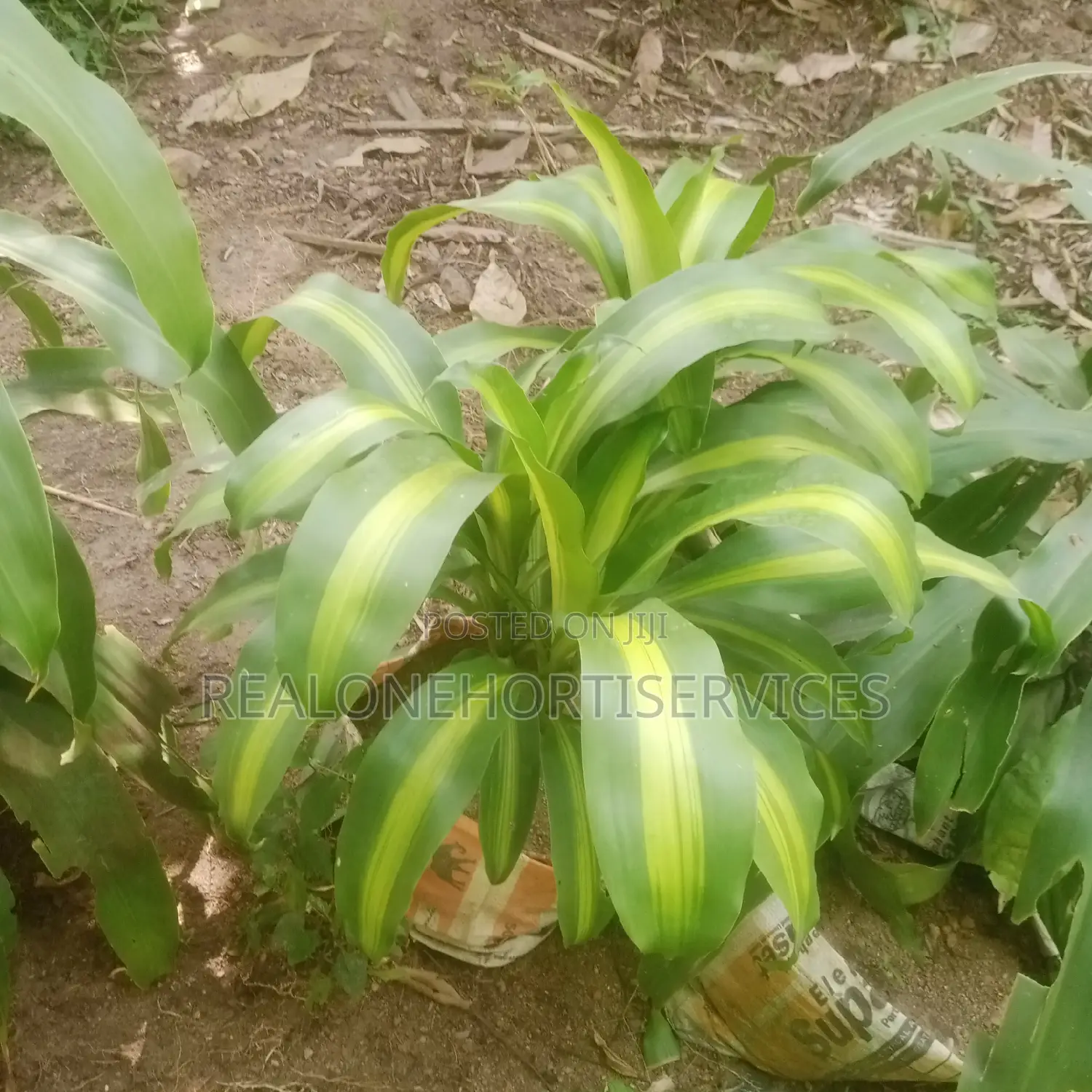 Add a Touch of Tropical to Your Landscape With Yuca Plant