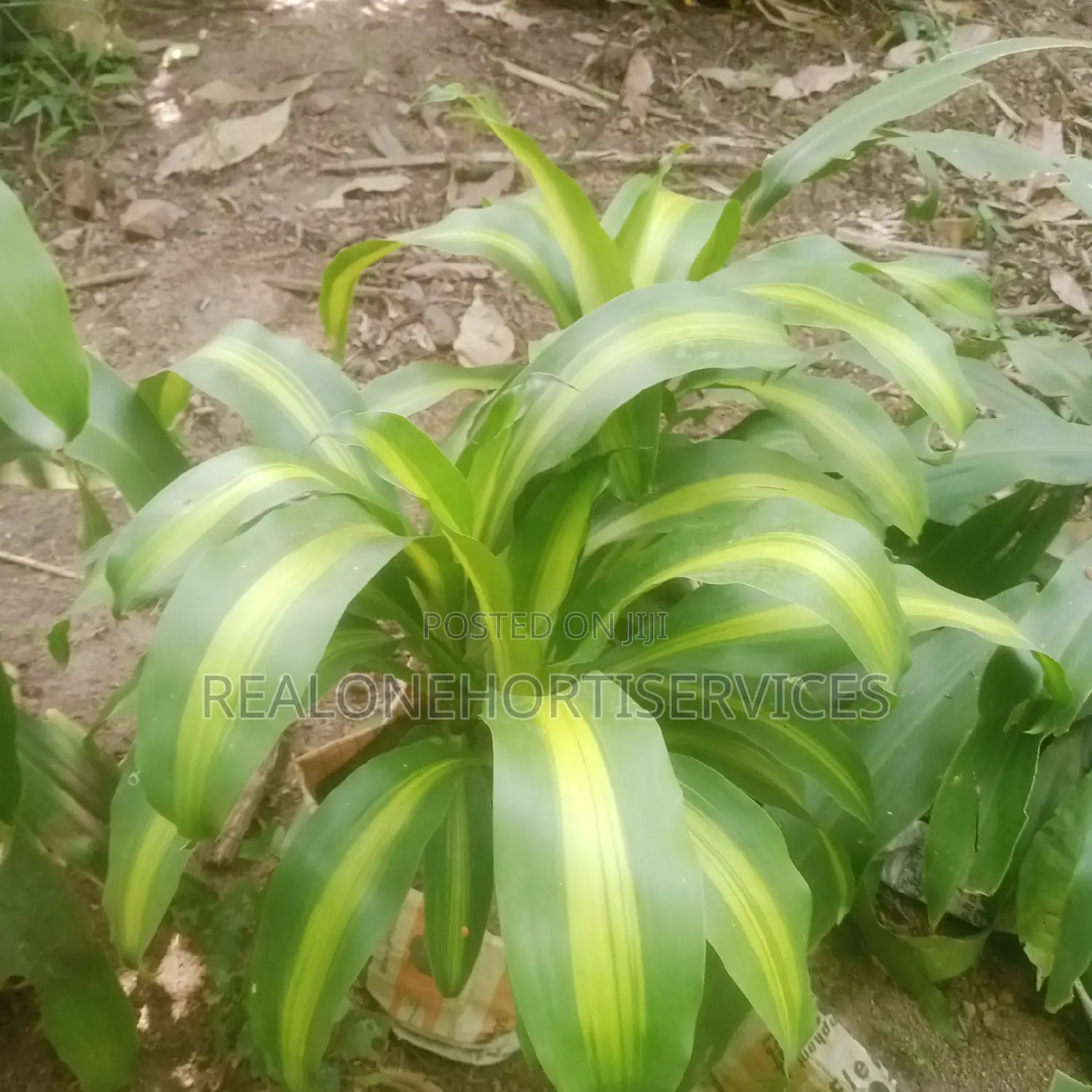 Add a Touch of Tropical to Your Landscape With Yuca Plant