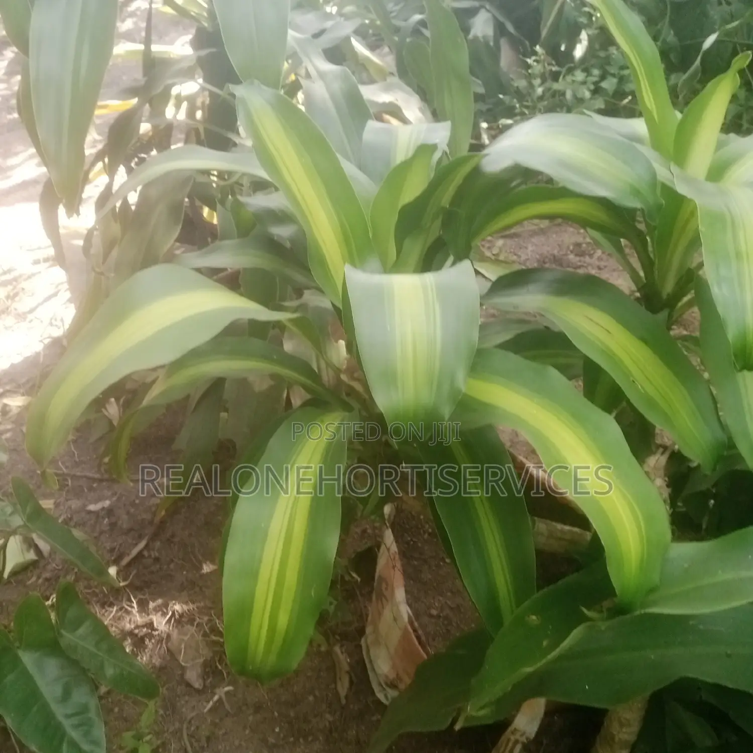 Add a Touch of Tropical to Your Landscape With Yuca Plant