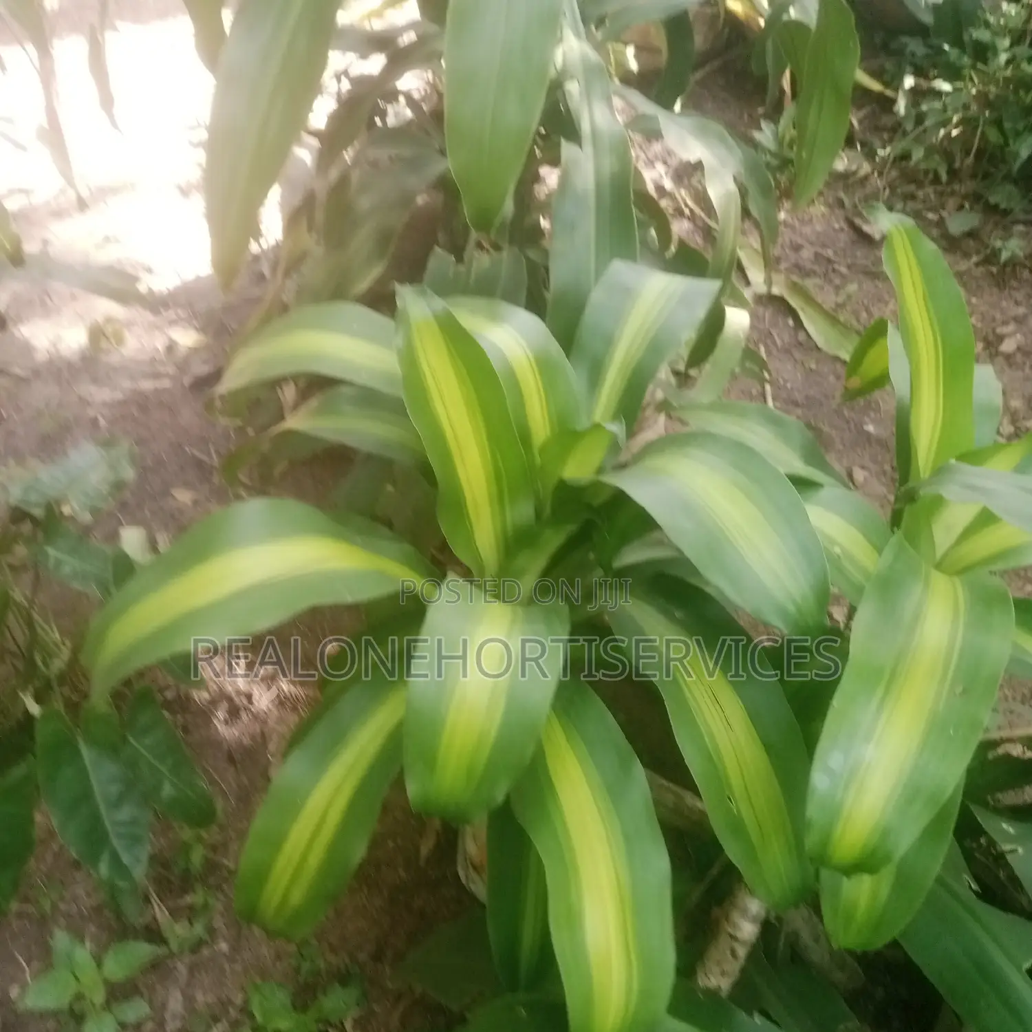Add a Touch of Tropical to Your Landscape With Yuca Plant