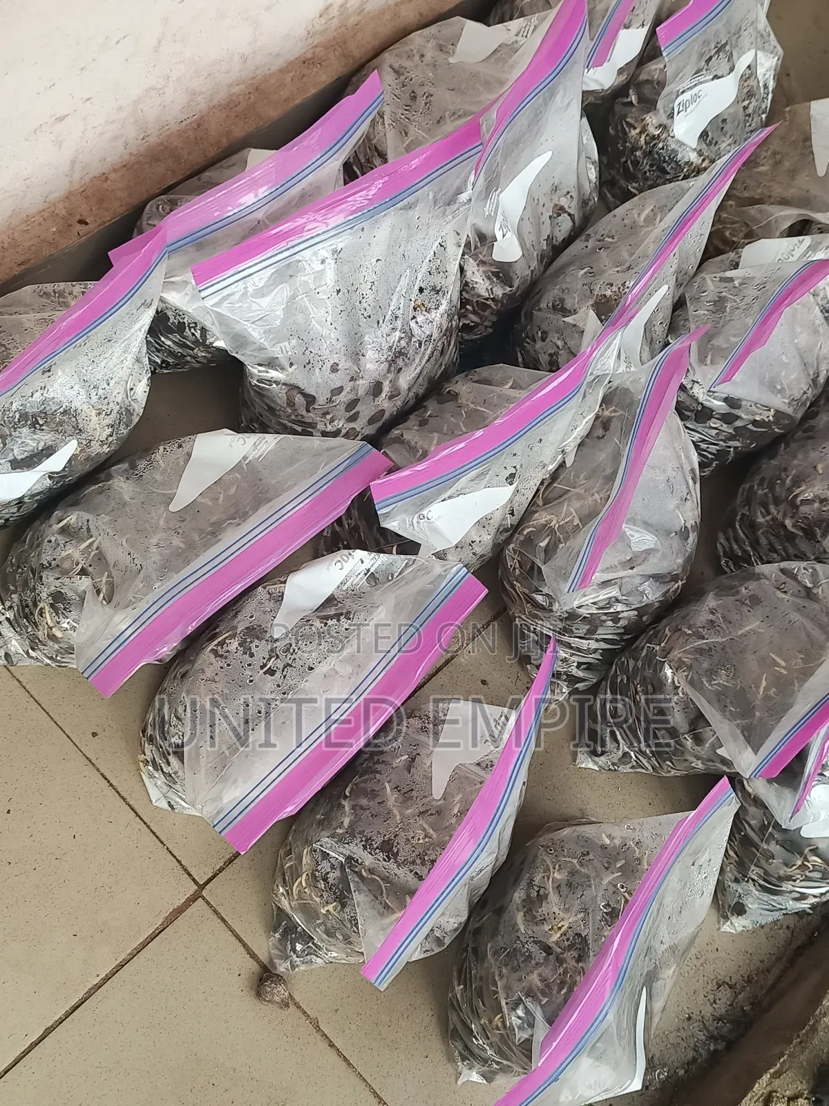 Hybrid Oil Palm Seeed, Seedlings,And Other Hybrid Fruits