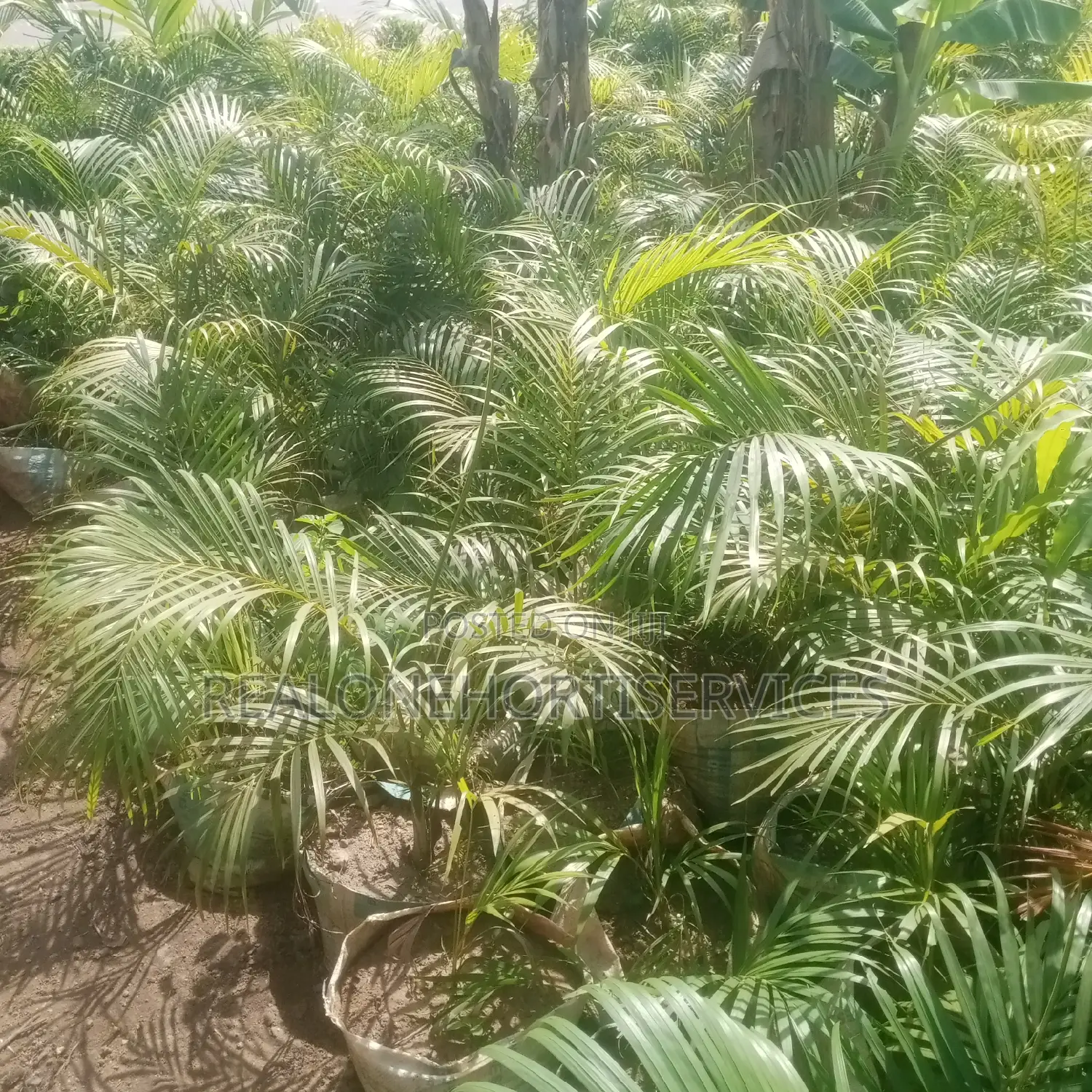 Add a Touch of Tropical Elegance With Golden Palm Plants