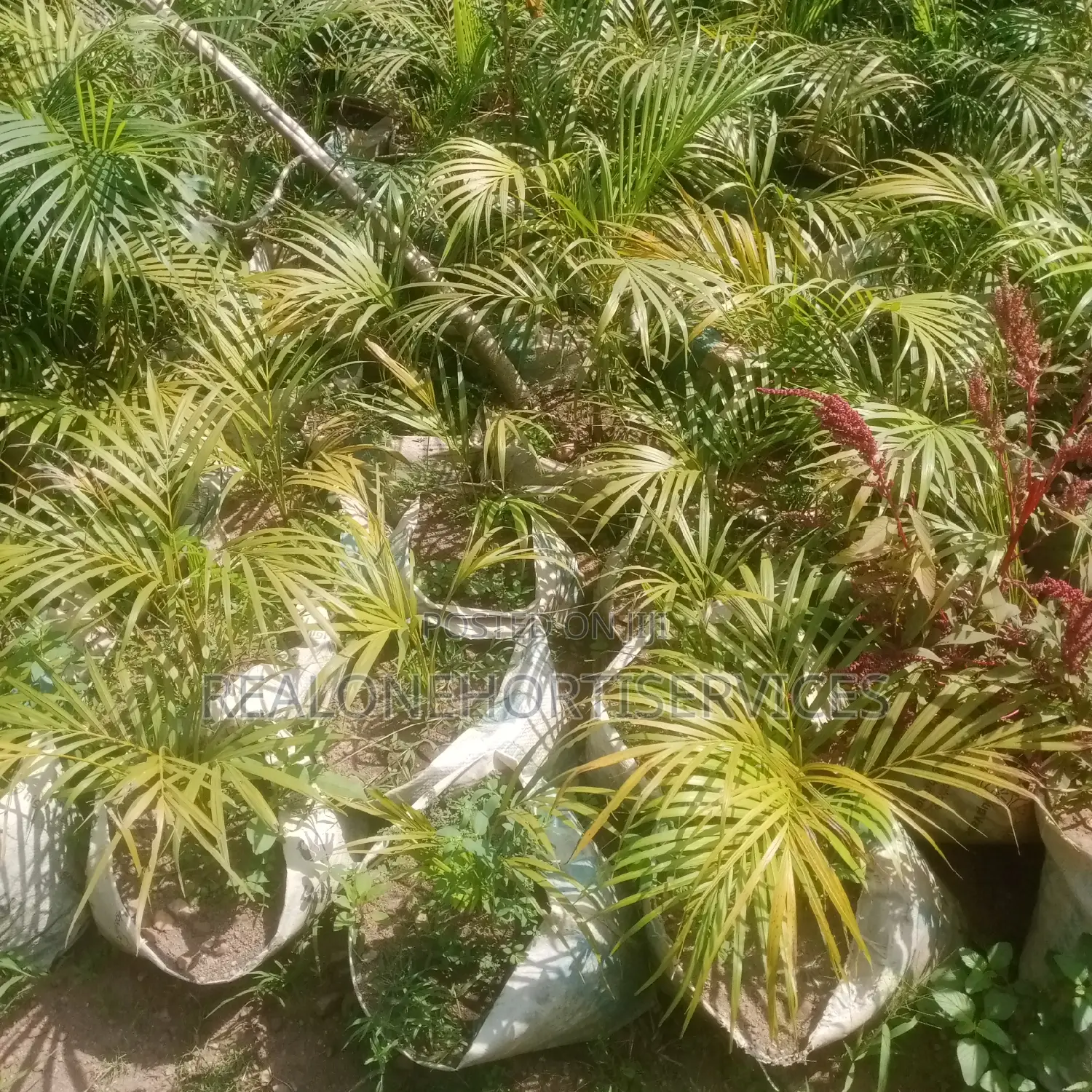 Add a Touch of Tropical Elegance With Golden Palm Plants