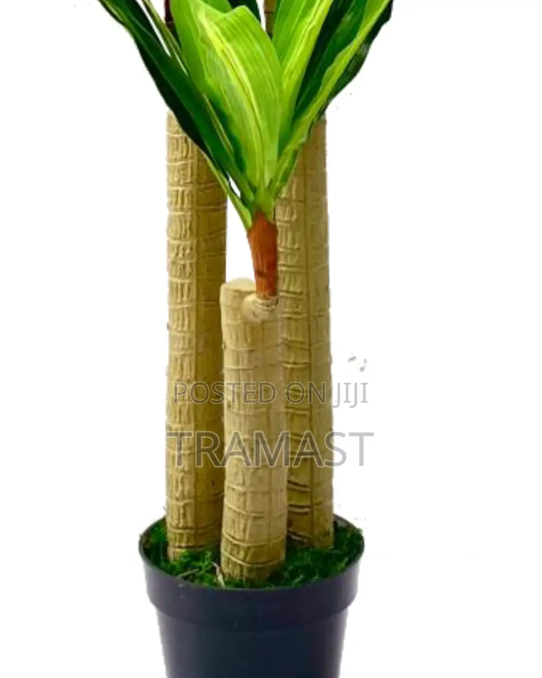 Fake Dracaena Plants – Plants For Commercial Spaces