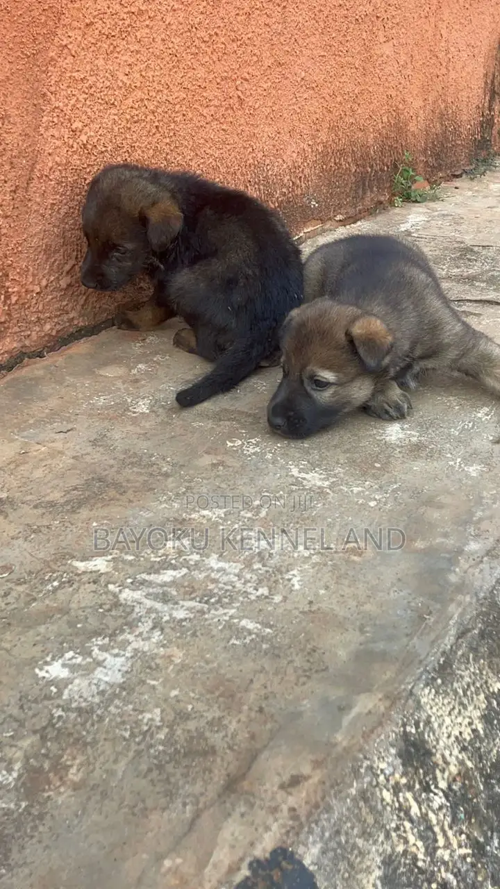 1-3 months Male Purebred German Shepherd