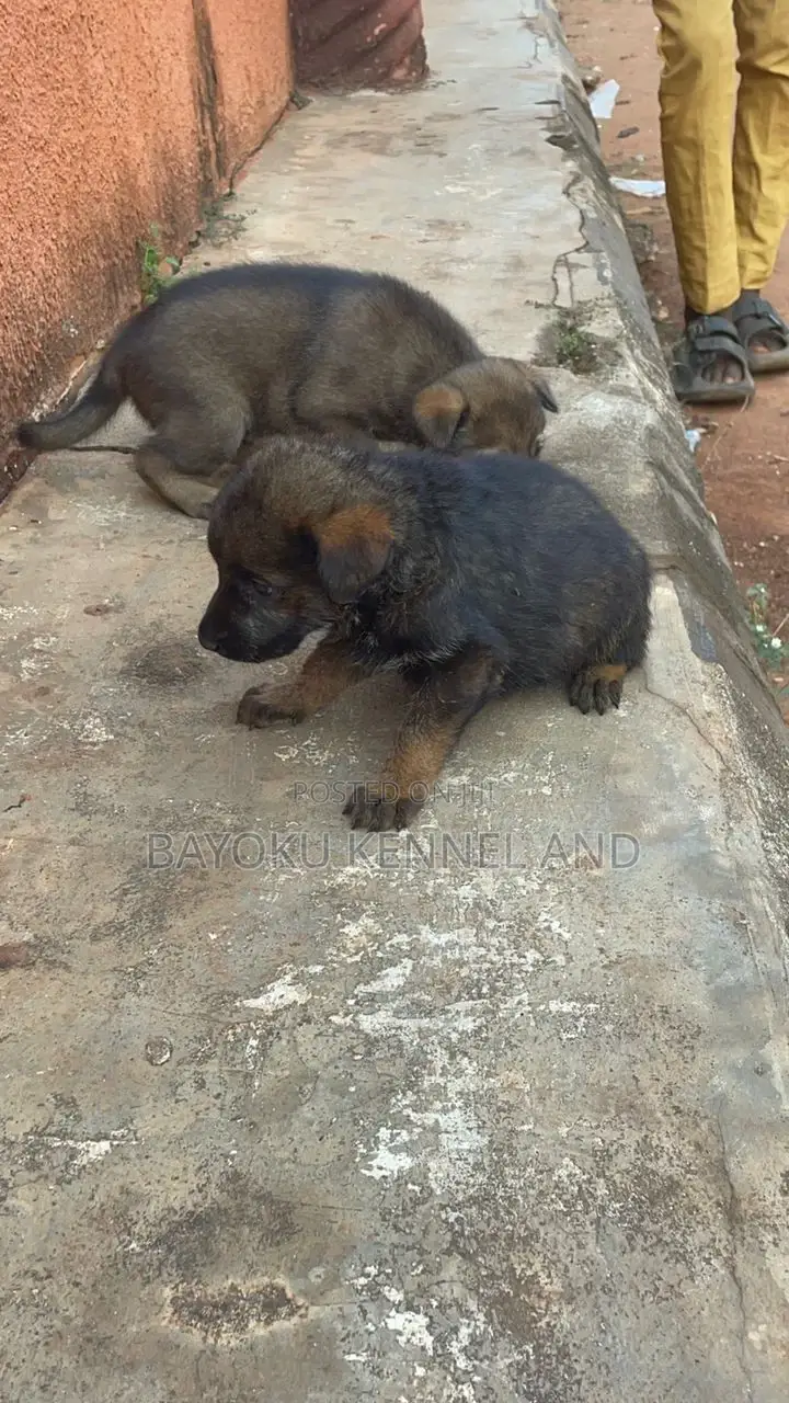 1-3 months Male Purebred German Shepherd