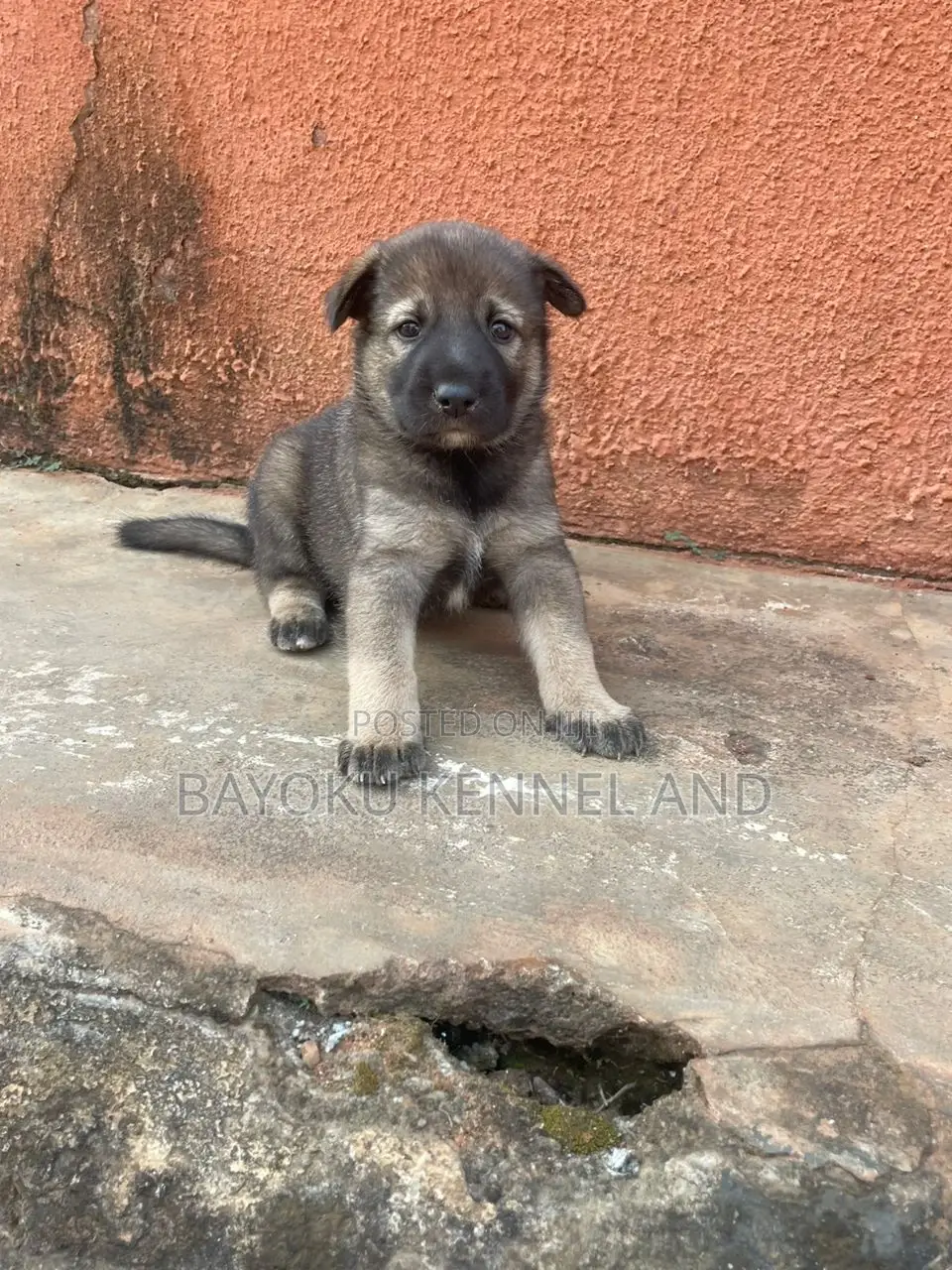 1-3 months Male Purebred German Shepherd
