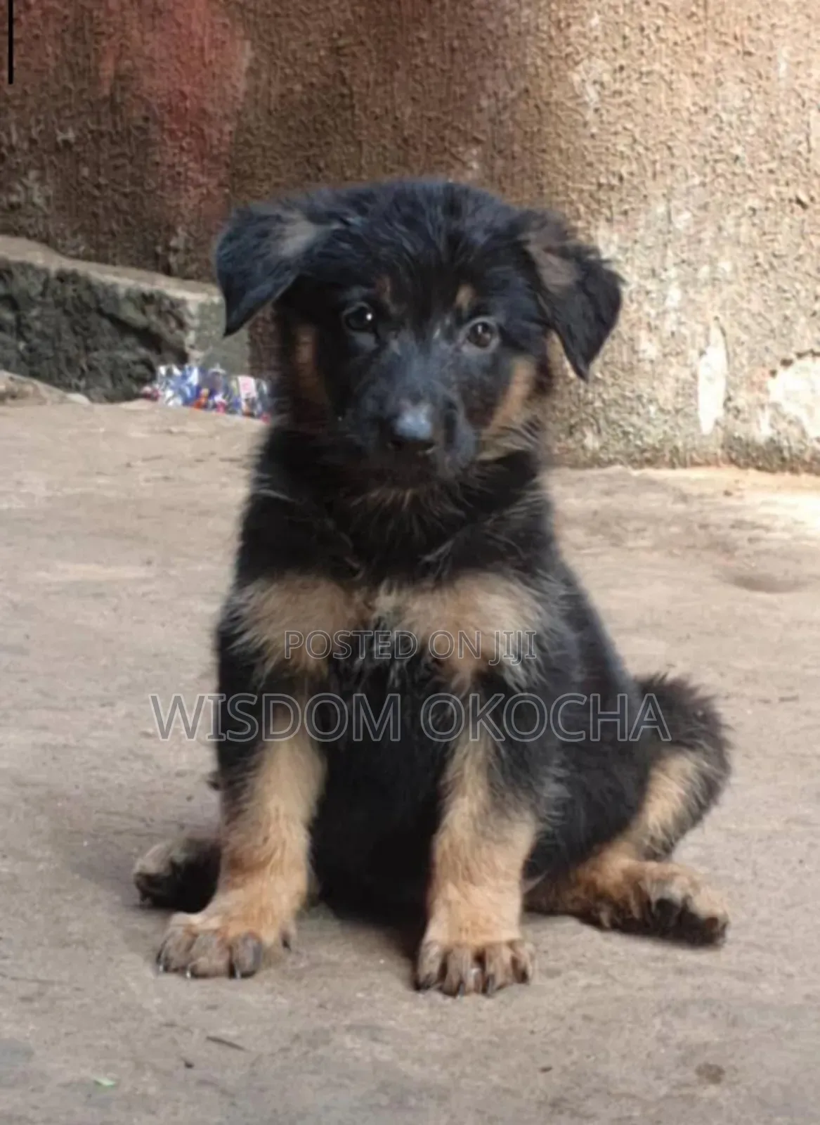 1-3 months Male Purebred German Shepherd
