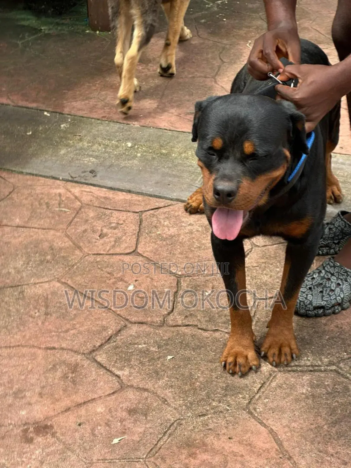 1+ year Male Purebred Rottweiler