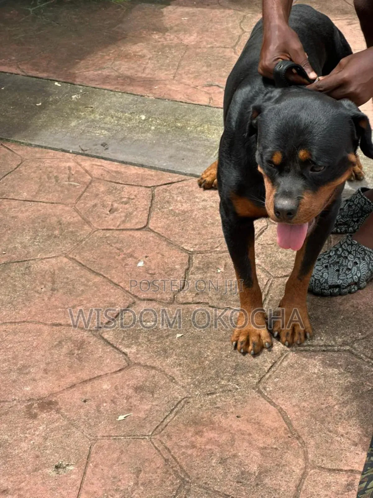 1+ year Male Purebred Rottweiler
