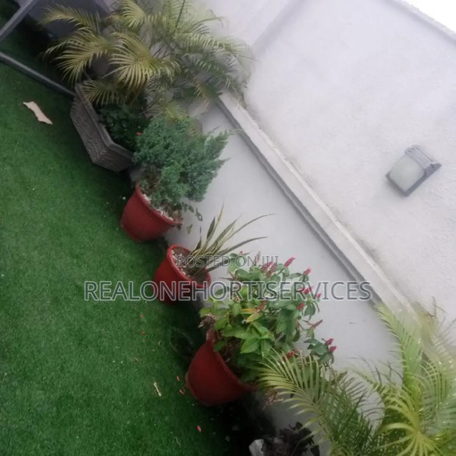 Stunning Live Potted Plants for Homes, School, Hotels Decor