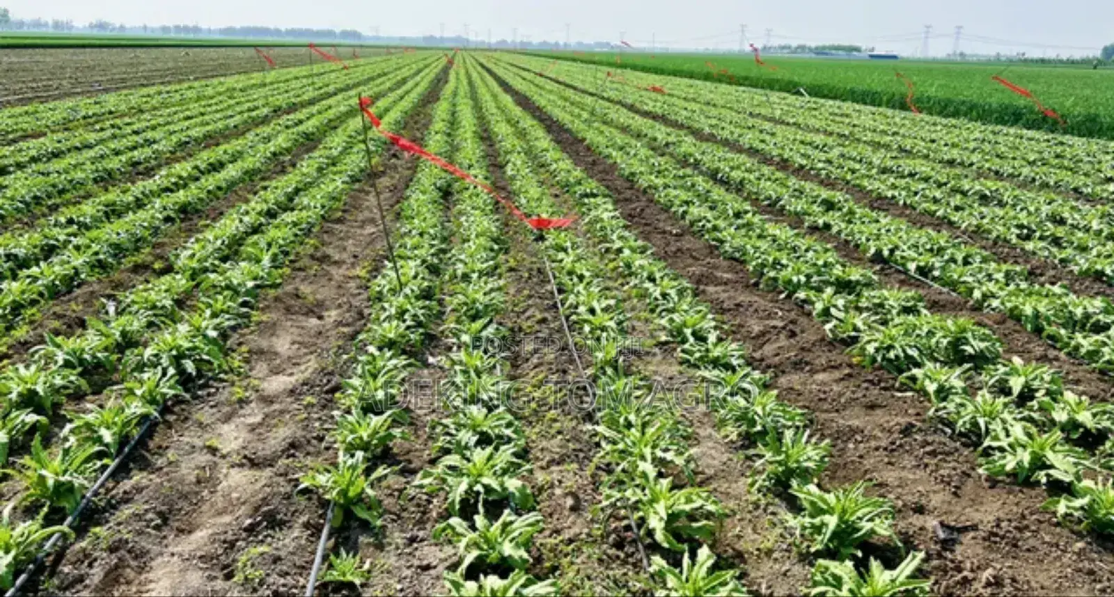 Drip Tape Double Hole Emitter Irrigation System
