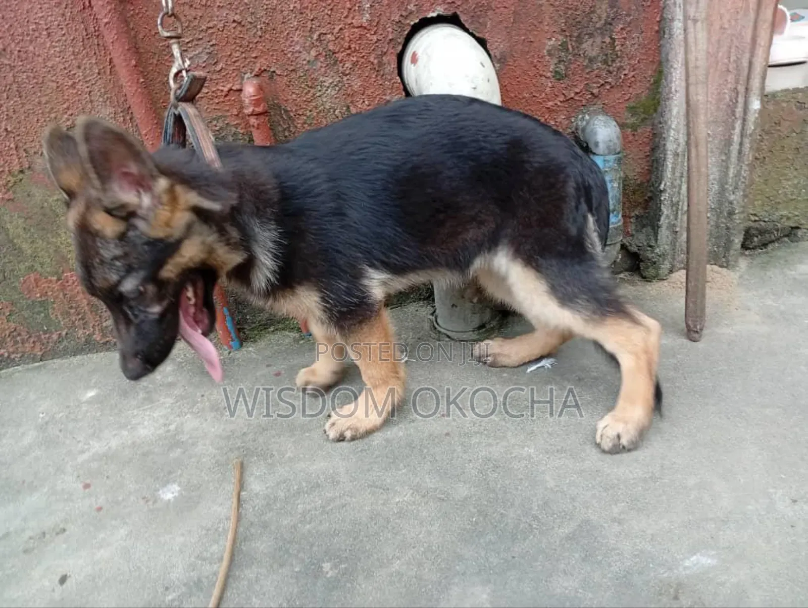 3-6 months Female Purebred German Shepherd