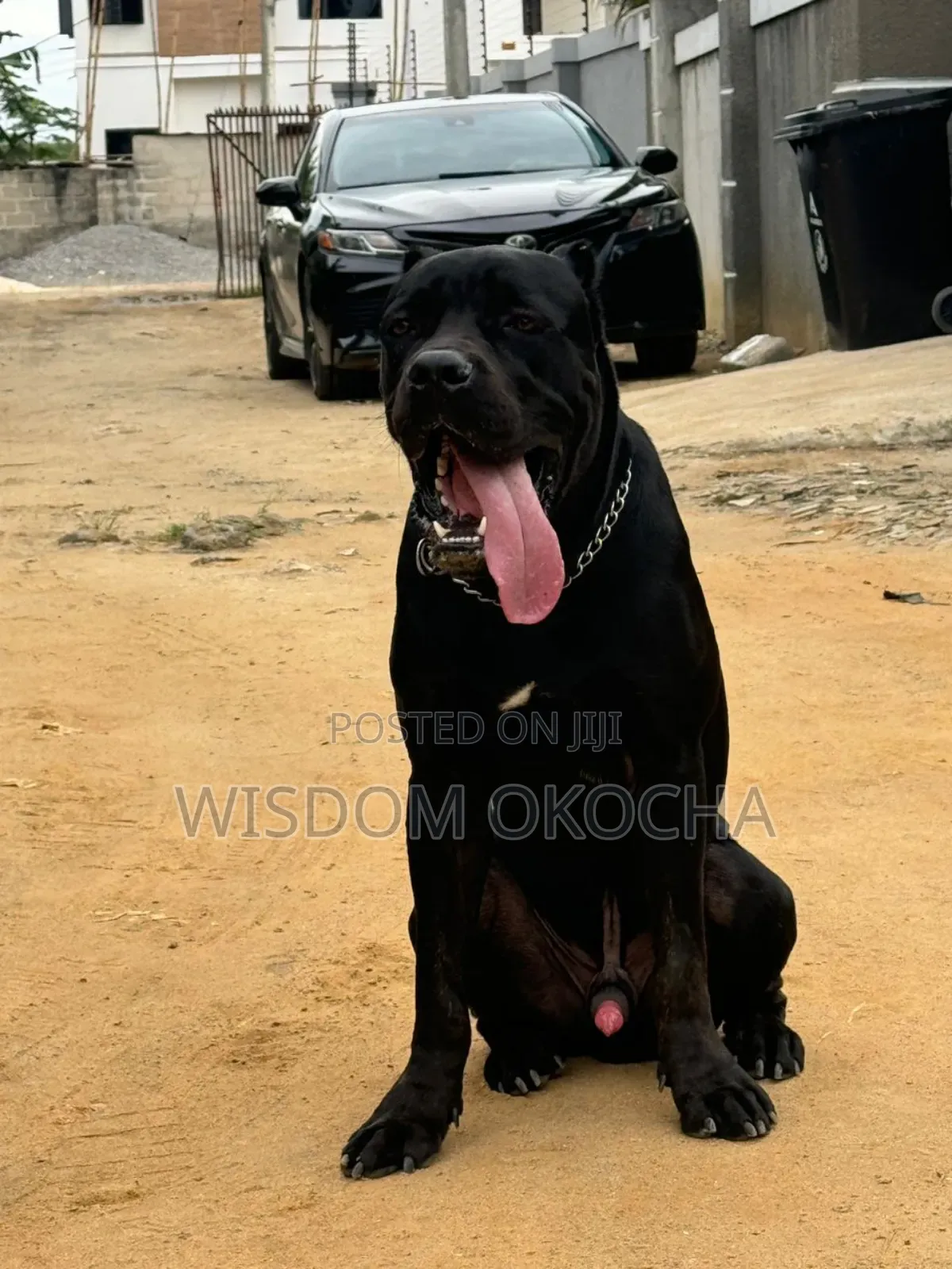 1+ year Male Purebred Cane Corso