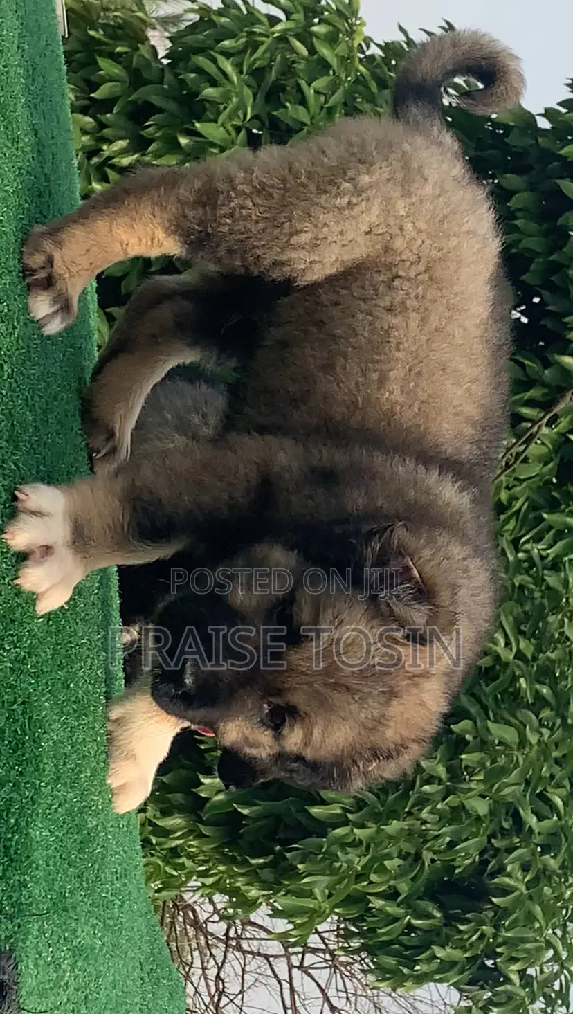 1-3 months Male Purebred Caucasian Shepherd
