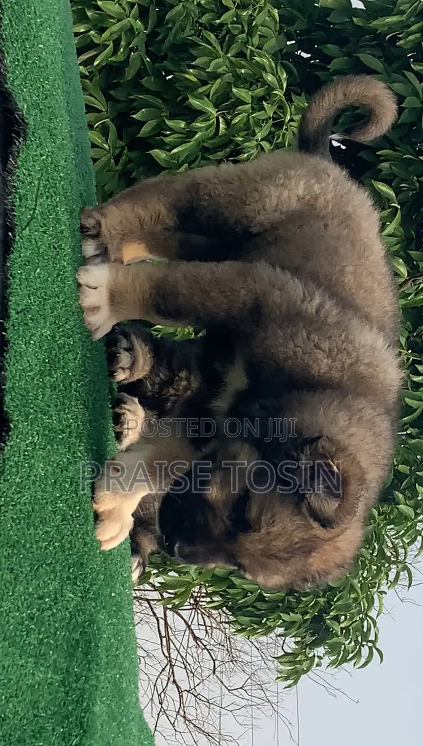 1-3 months Male Purebred Caucasian Shepherd