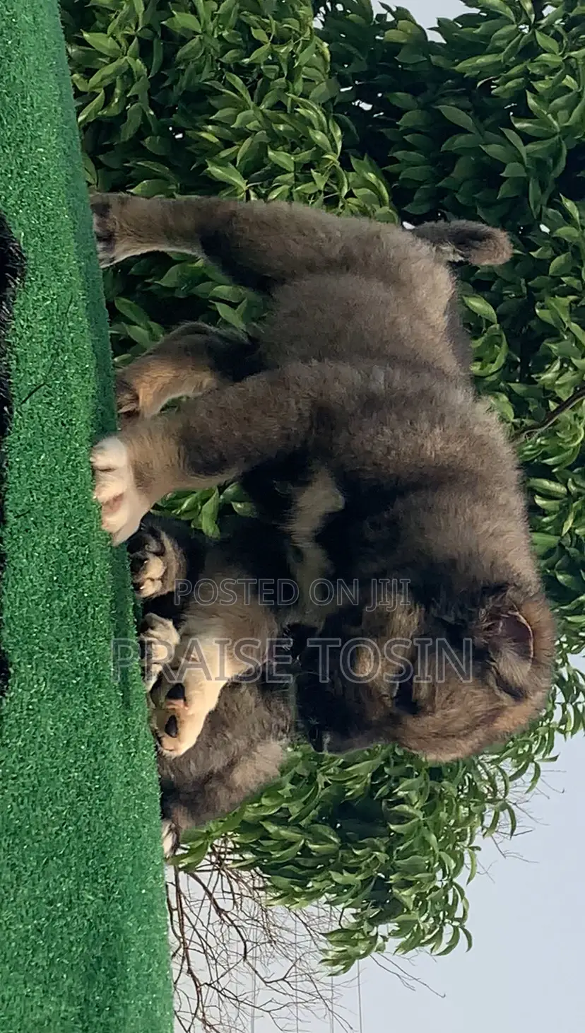 1-3 months Male Purebred Caucasian Shepherd