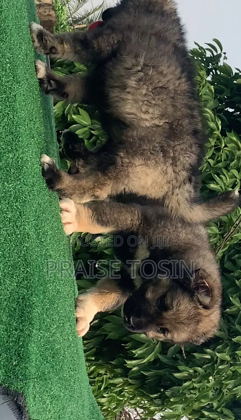 1-3 months Male Purebred Caucasian Shepherd