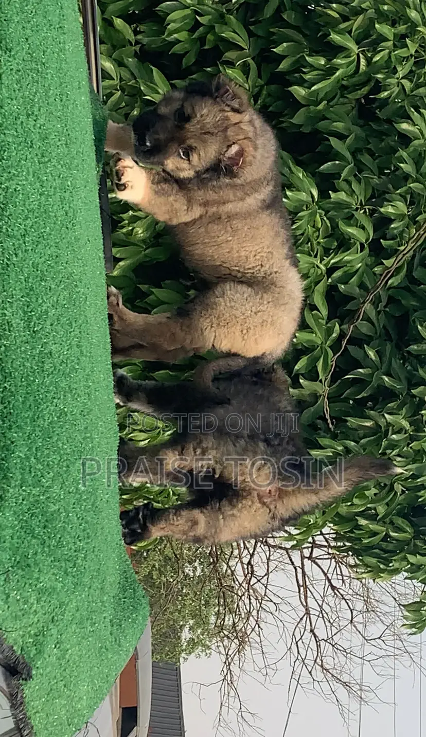 1-3 months Male Purebred Caucasian Shepherd