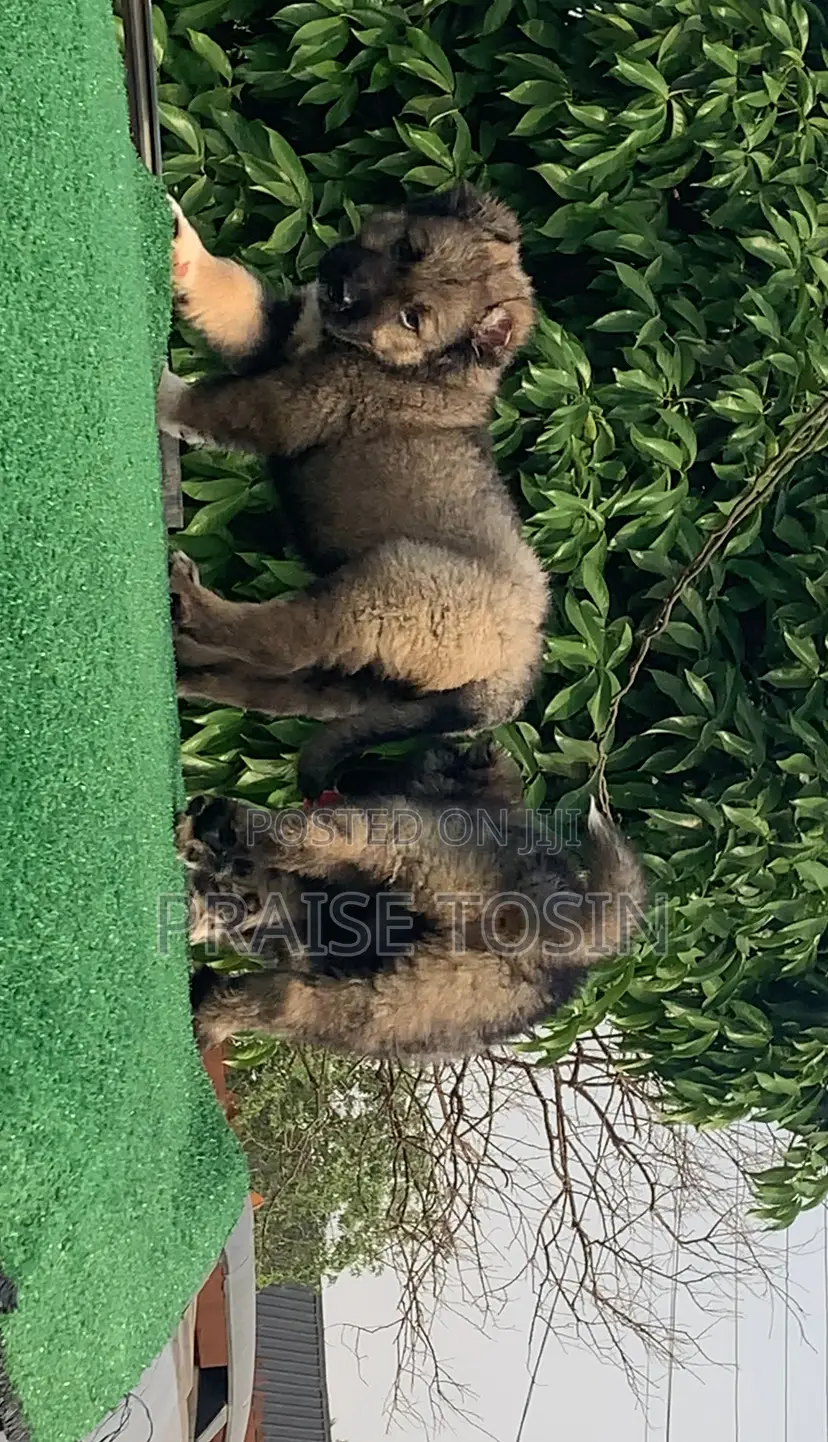 1-3 months Male Purebred Caucasian Shepherd