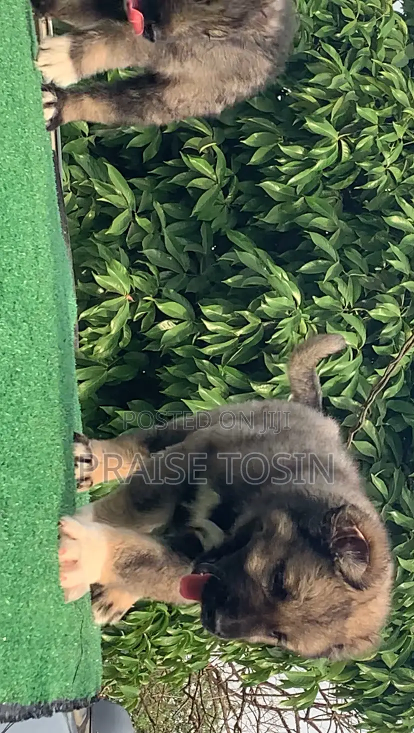 1-3 months Male Purebred Caucasian Shepherd