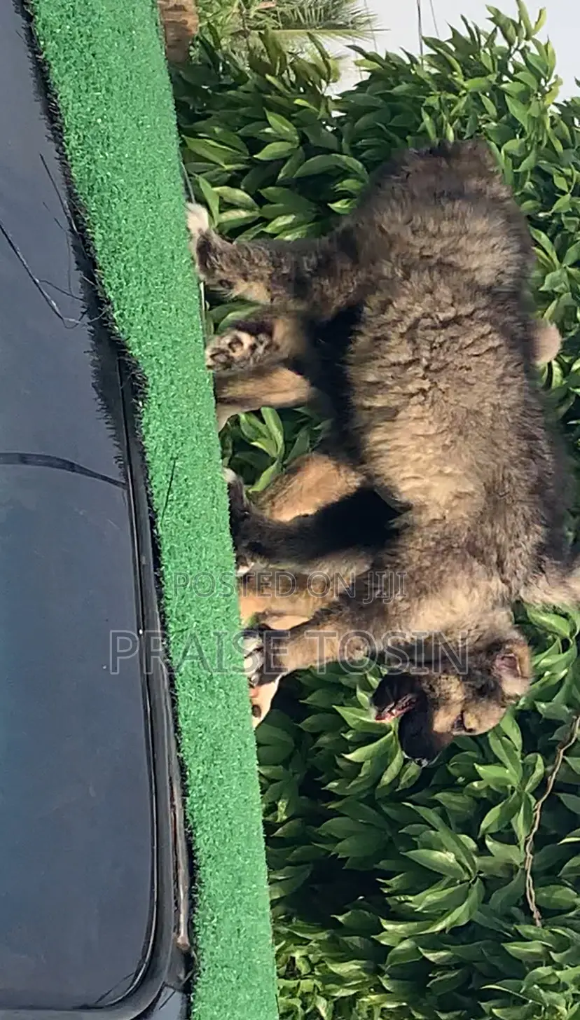 1-3 months Male Purebred Caucasian Shepherd