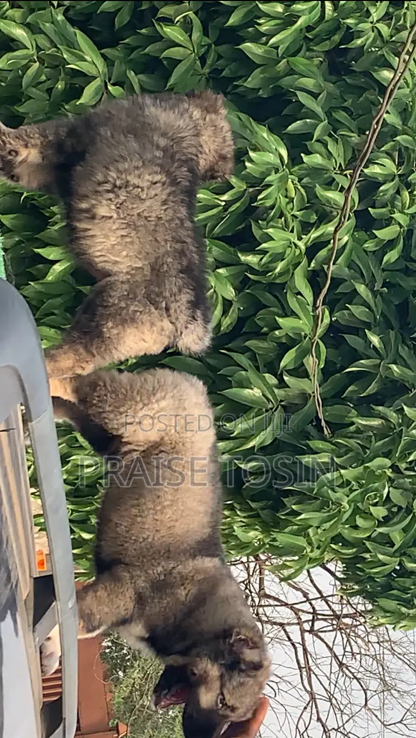 1-3 months Male Purebred Caucasian Shepherd