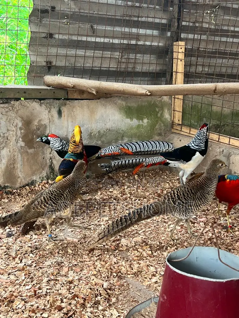 Beautiful Pheasants
